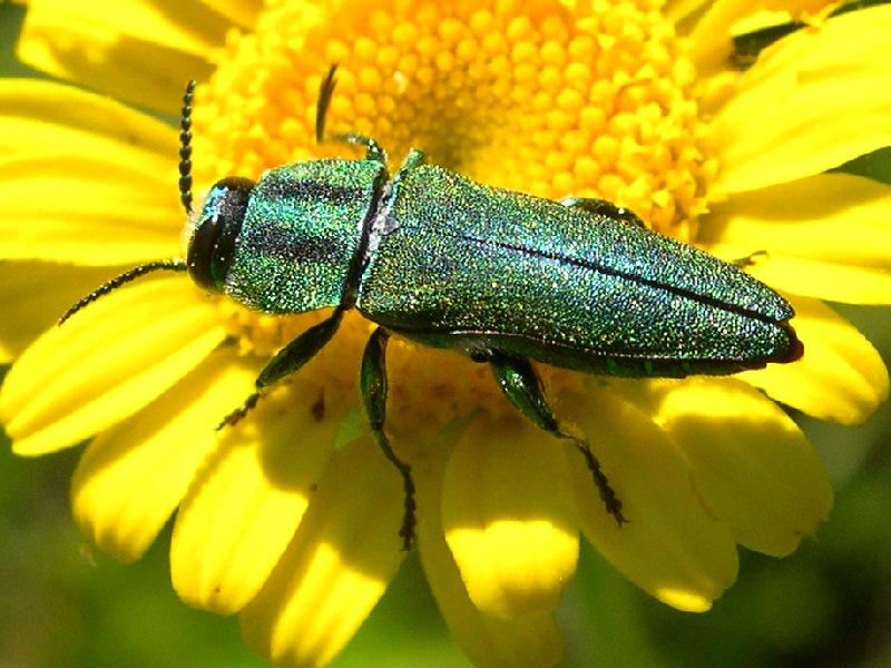 Anthaxia hungarica maschio